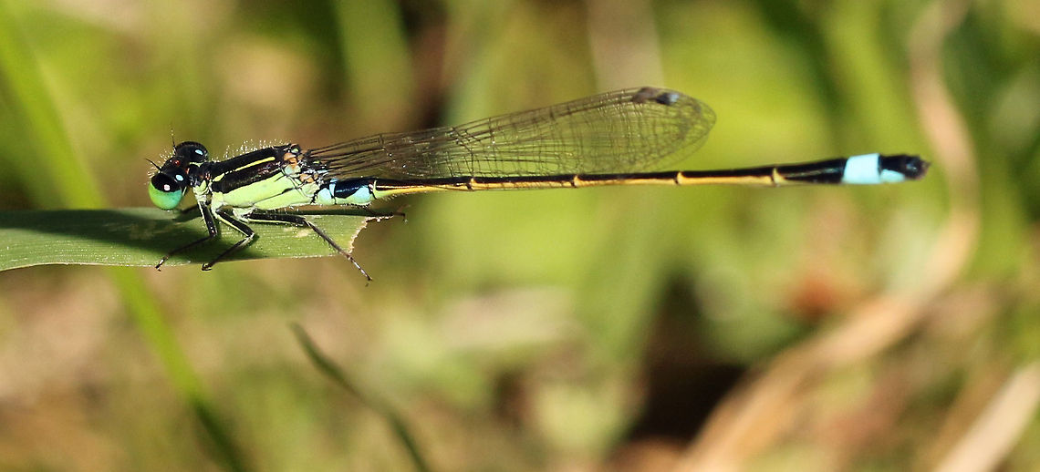 Common Bluetail (male)  Geotagged,Ischnura senegalensis,South Africa,damselflies,south africa