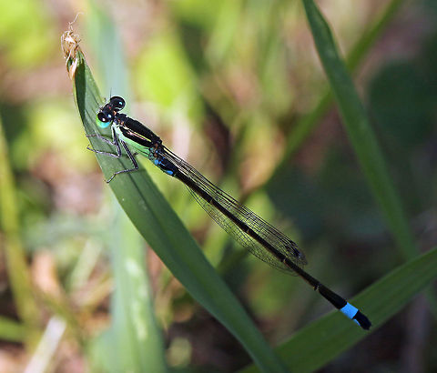 Common Bluetail (male)  Geotagged,Ischnura senegalensis,South Africa,damselflies,southafrica