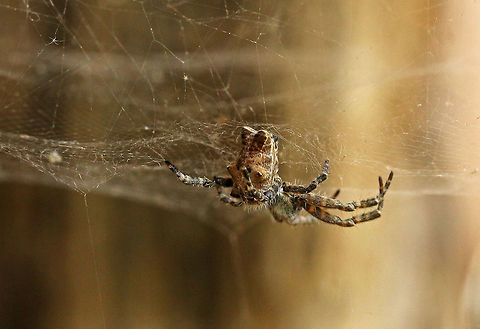Tropical tent-web spider (rear view)  Cyrtophora citricola,Geotagged,South Africa,spiders