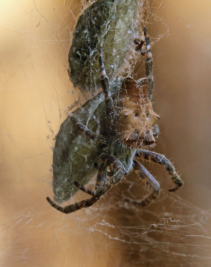 Tropical tent-web spider (side view) Those lumps she is holding onto are the egg sacs. As this spider is living by the side of the house, I think we can expect many more! Cyrtophora citricola,Geotagged,South Africa,south africa,spiders