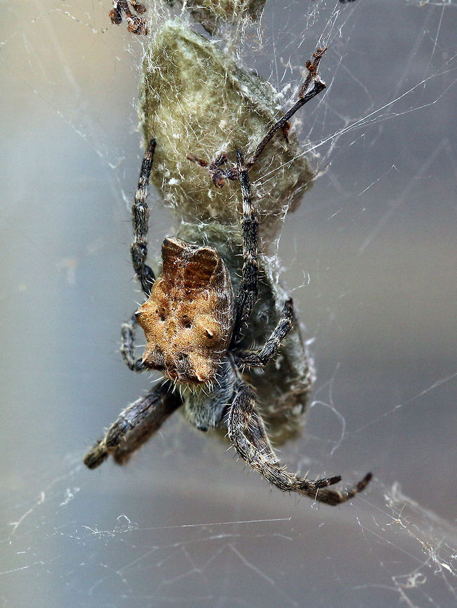 Tropical tent-web spider One of the strangest spiders I have seen, it is hanging upside down so the top part of the picture is it's back.<br />
Cyrtophora citricola is the only species of tent-web spiders in South Africa. Cyrtophora citricola,Geotagged,South Africa,spiders