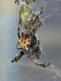 Tropical tent-web spider One of the strangest spiders I have seen, it is hanging upside down so the top part of the picture is it's back.
Cyrtophora citricola is the only species of tent-web spiders in South Africa. Cyrtophora citricola,Geotagged,South Africa,spiders