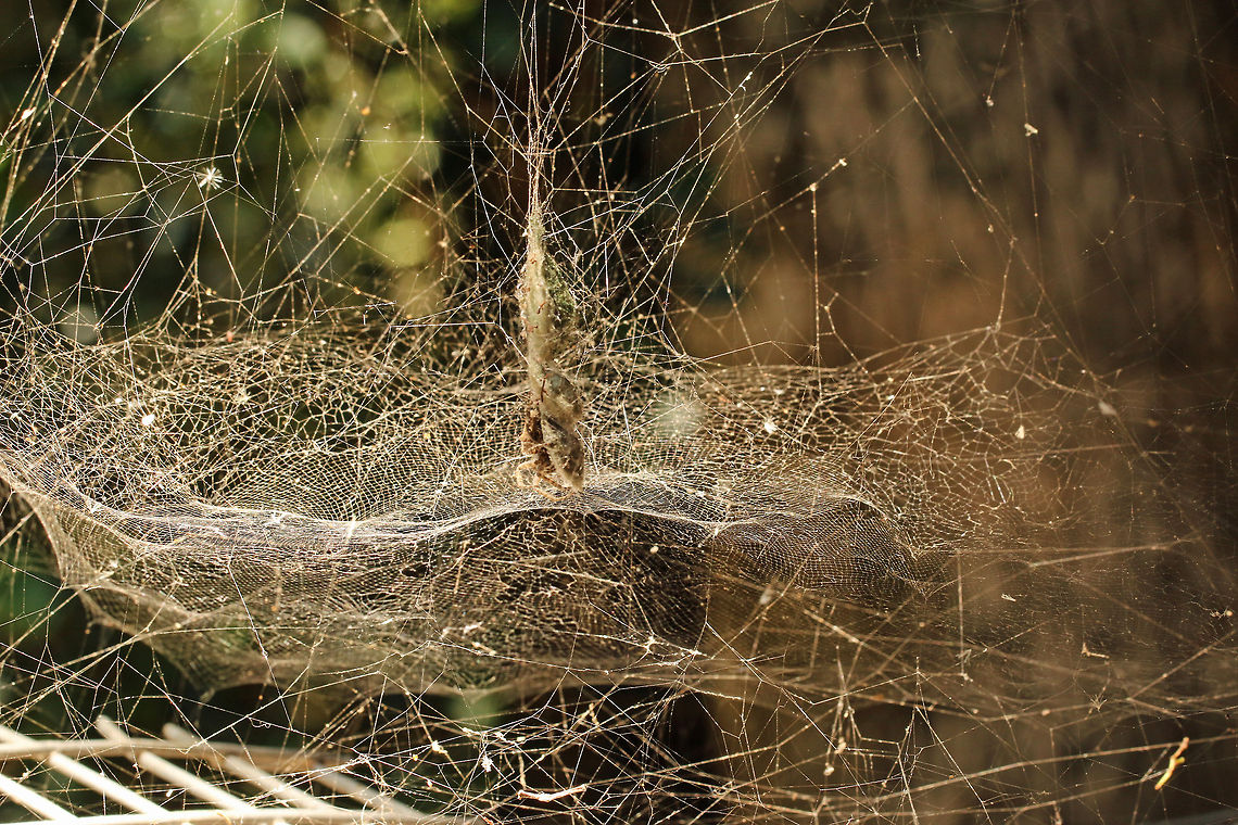 Intricate base of the tent-web spider's web  Cyrtophora citricola,Geotagged,South Africa,south africa,spiders