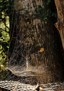 The web of the Tropical tent-web spider  Cyrtophora citricola,Geotagged,South Africa,south africa,spiders
