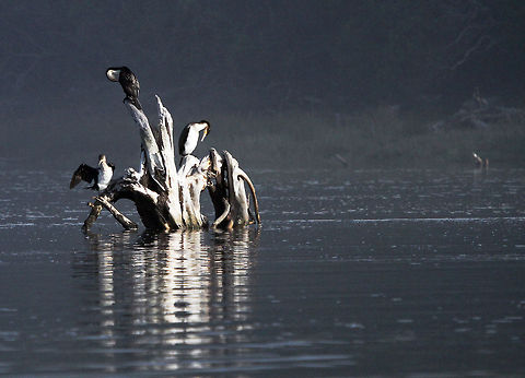 White-breasted cormorants  Geotagged,Phalacrocorax lucidus,South Africa,White-breasted Cormorant,birds,south africa,water birds