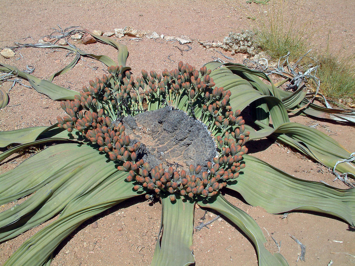 Welwitschia Often referred to as a &#039;living fossil&#039; this is possibly one of the strangest plants on the planet. The Welwitschia actually only produces one pair of leaves which then split over time. It can reach up to 8m in diameter and live for over a thousand years! Geotagged,Namibia,Welwitschia,Welwitschia mirabilis
