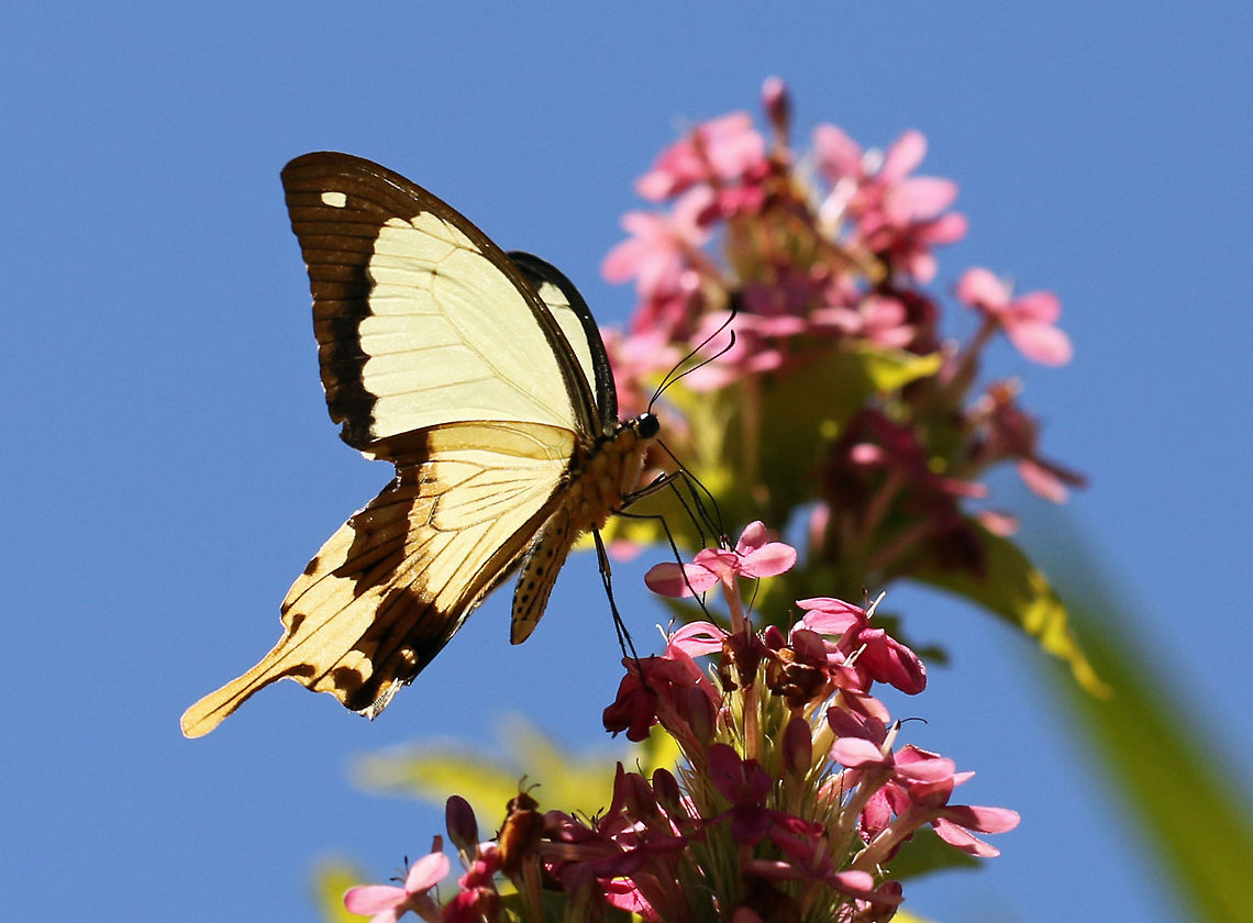Mocker Swallowtail (male) The Mocker Swallowtail mimics the look of other butterflies, the most common as in this one is that of the Chief Friar Geotagged,Papilio dardanus,South Africa,butterflies