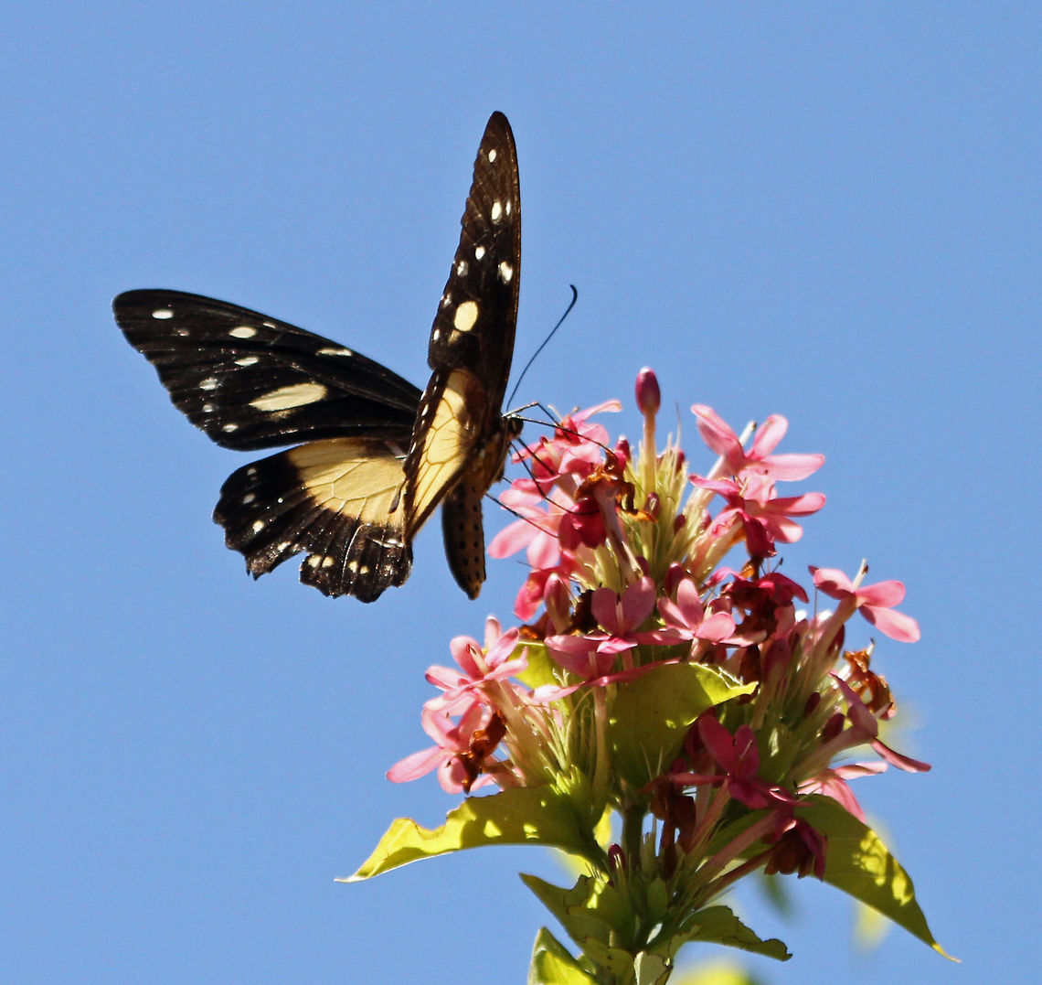 Mocker swallowtail (female) Unlike the male, the female has no &#039;tail&#039;.<br />
 Geotagged,Papilio dardanus,South Africa,butterflies