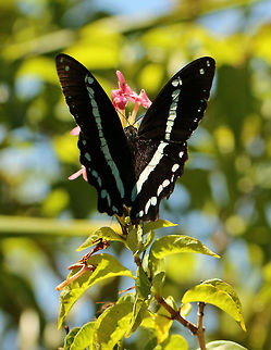 Green-banded Swallowtail (male)  Geotagged,Green-banded Swallowtail,Papilio nireus,South Africa,butterflies,south africa