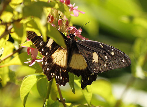 Mocker Swallowtail (female) Looking a bit tatty!  Geotagged,Papilio dardanus,South Africa,butterflies,south africa
