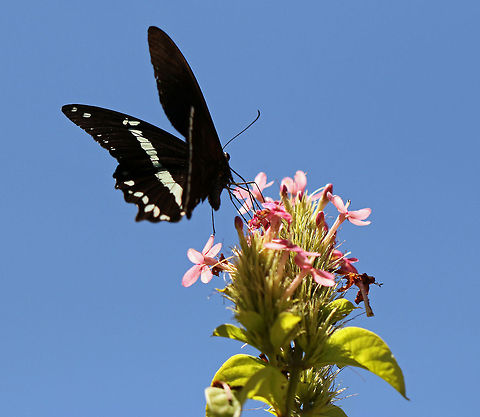 Green-banded Swallowtail (male) Despite its name, neither the male nor the female have 'tails' Geotagged,Green-banded Swallowtail,Papilio nireus,South Africa,butterflies