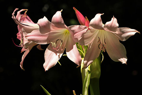 March Lily Native to the Western Cape region of South Africa, this Lily is so called as it is supposed to flower in March, but it always seems to flower in February! Amaryllis belladonna,Belladonna Lily,Geotagged,Plants,South Africa,flowers,south africa