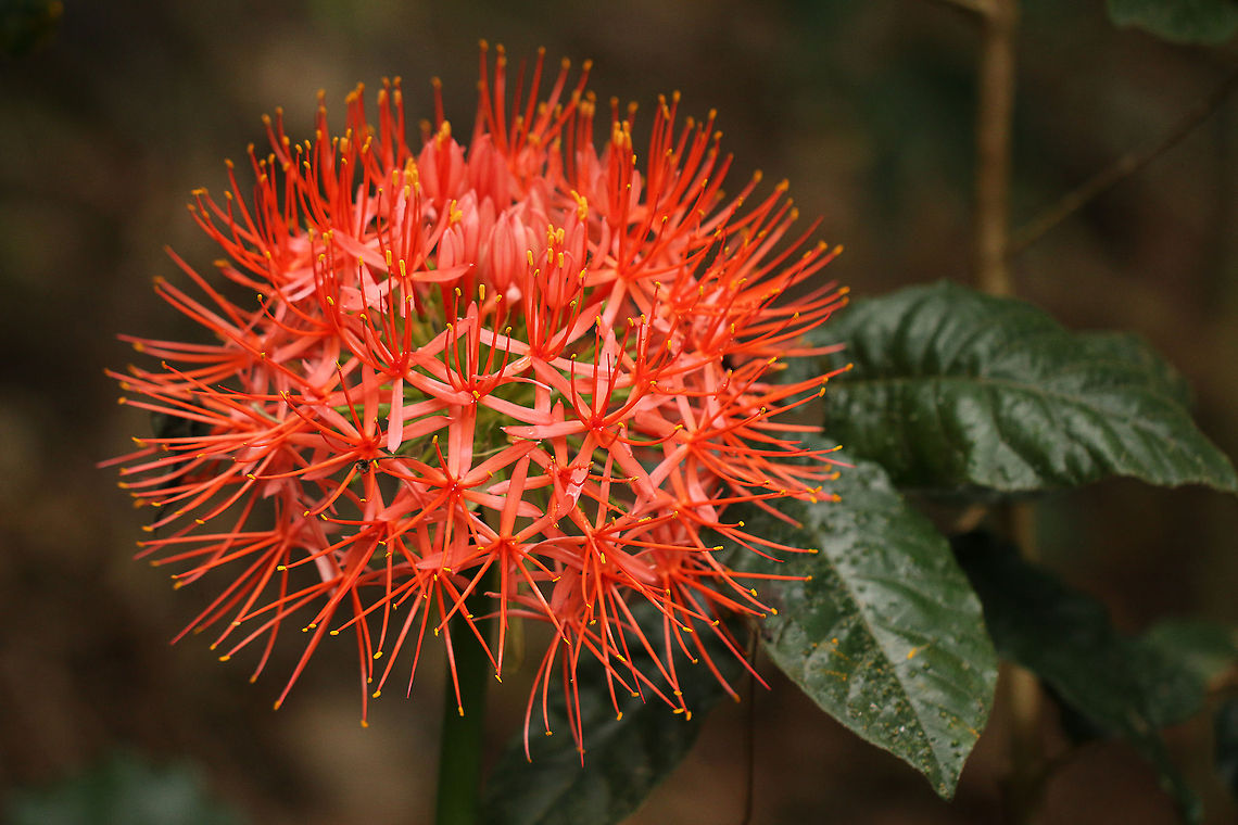 Fire ball lily Also referred  to as Katherine Wheel as it is the sub species katherinae.<br />
This spectacular flowerhead contains up to 200 flowers, can reach 25cm in diameter and stand 110cm high. The plant only produces one flower per season. Geotagged,Scadoxus multiflorus,Scadoxus puniceus,South Africa,Summer,flowers,plants,south africa
