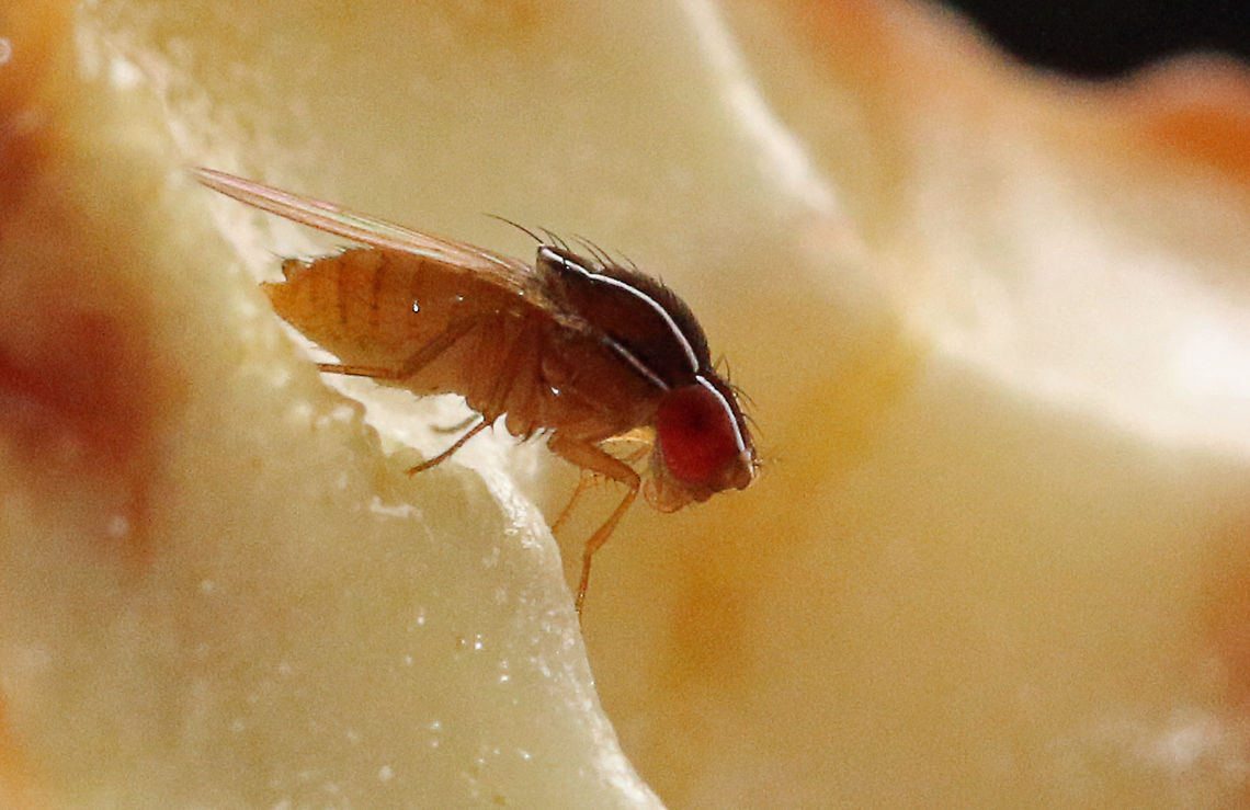 African Fig Fly Not the clearest photo, sorry but it really is tiny! You can see the characteristic white stripes on its thorax which is particular to this species. Even though this species is native to Afro-tropical regions, it was first found in Brazil where it got its name as being a significant pest of figs. Highly invasive, it has now reached Canada!<br />
To give you an idea of size, it is standing on the edge of a pomegranate pit. African Fig Fly,Geotagged,South Africa,Summer,Zaprionus indianus,flies,insects,south africa