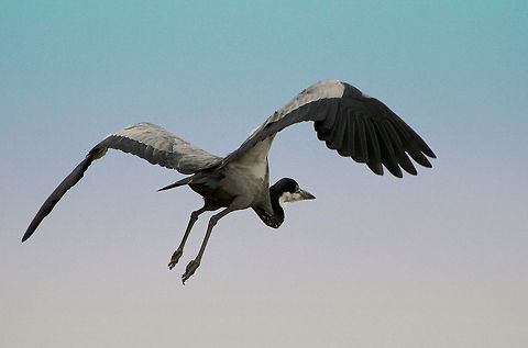 Heron in flight  Ardea melanocephala,Black-headed Heron,Geotagged,South Africa,birds