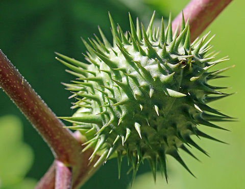 Large Thornapple Nasty stuff! Datura ferox,Geotagged,Invasive species,South Africa,Summer,datura ferox,invasive plants,weeds