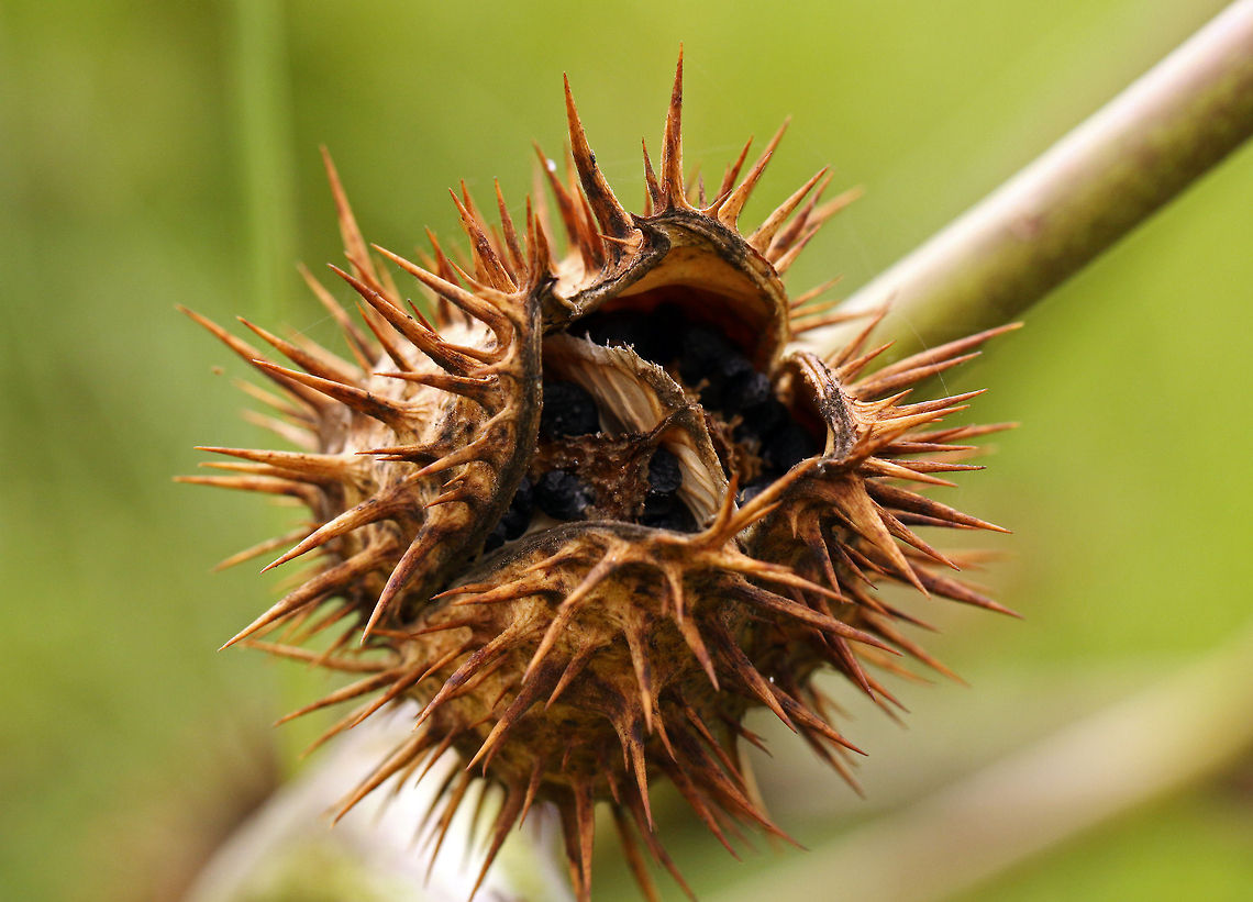 Dried seedpod of the Large Thornapple  Datura ferox,Geotagged,South Africa,Summer,datura ferox,invasive plants,south africa,weeds