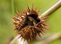 Dried seedpod of the Large Thornapple  Datura ferox,Geotagged,South Africa,Summer,datura ferox,invasive plants,south africa,weeds