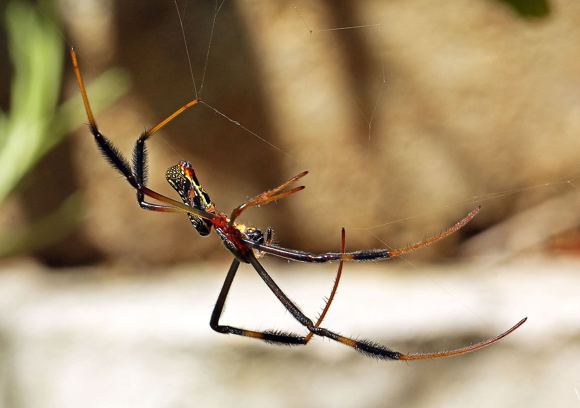 Red-legged golden orb-web spider With one leg missing! Geotagged,Nephila inaurata,Red-legged Golden Orb-web Spider,South Africa,Summer,arachnids,golden orb-web spiders,orb-web spiders,spiders