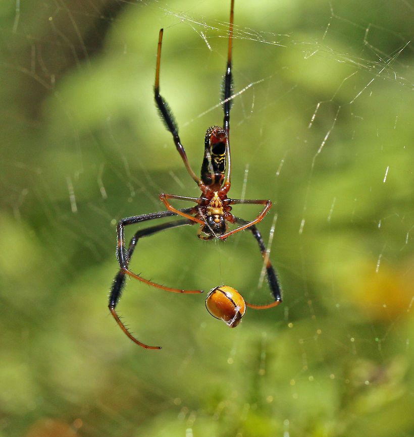 Supper time! Golden orb spider with a little ladybird Geotagged,Nephila inaurata,Red-legged golden orb-web spider,South Africa,Summer,orb spiders,south africa,spiders