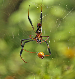 Supper time! Golden orb spider with a little ladybird Geotagged,Nephila inaurata,Red-legged golden orb-web spider,South Africa,Summer,orb spiders,south africa,spiders