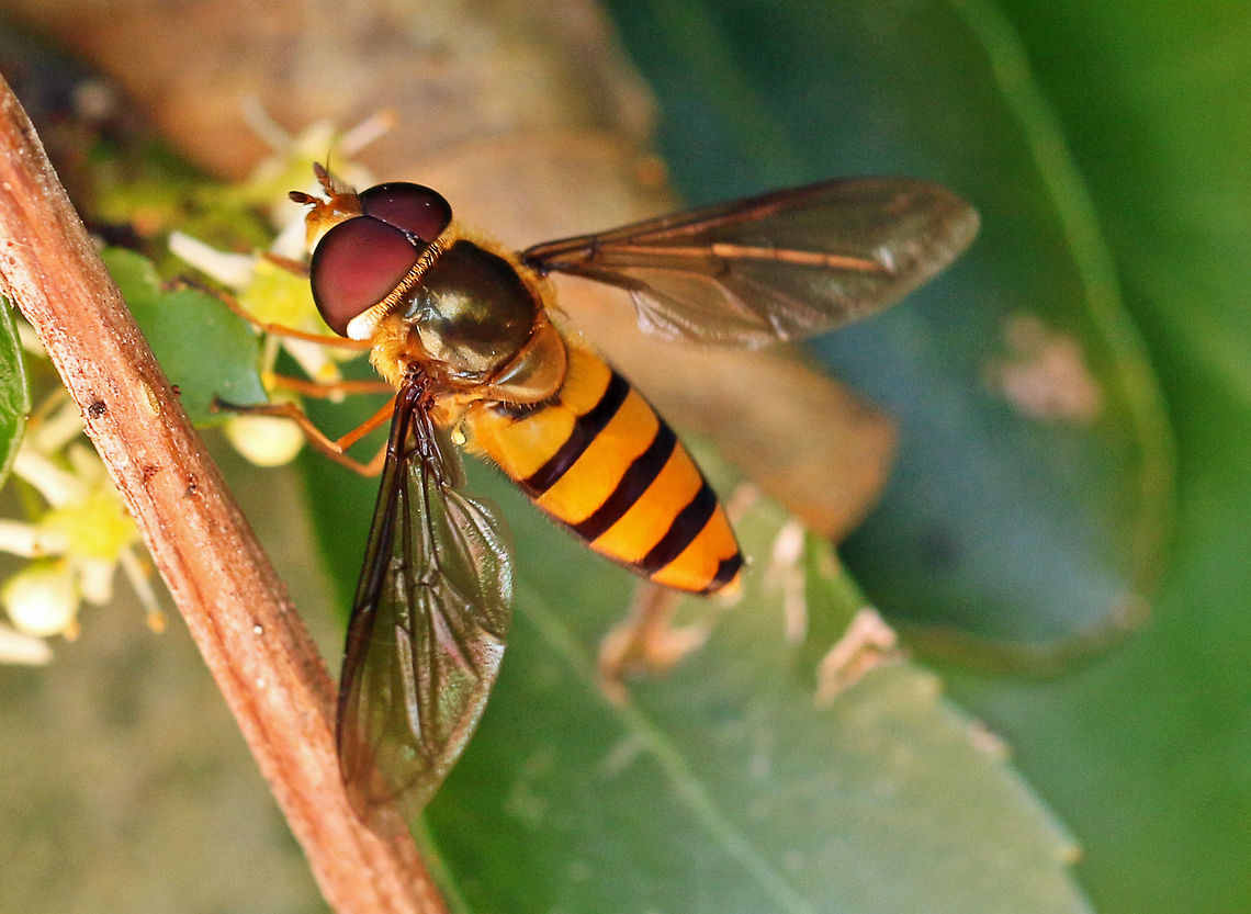 Hover-fly (Asarkina africana)  Asarkina africana,Geotagged,South Africa,asarkina africana,hover-fly,insects,southafrica