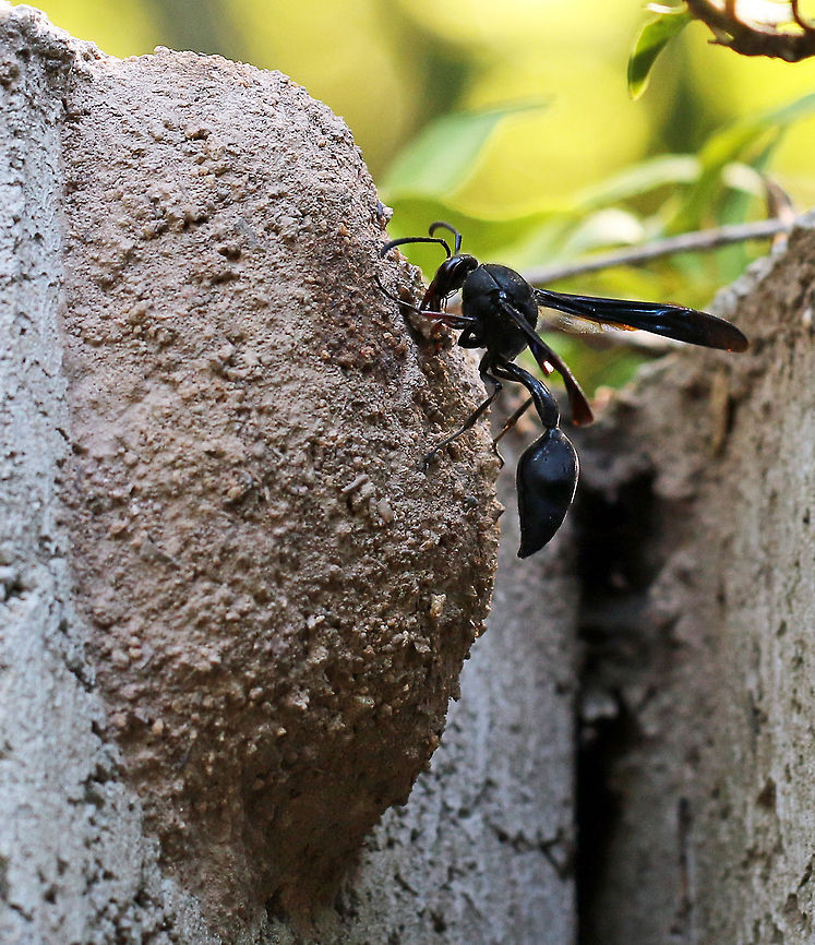 Black Mud Wasp sealing her nest  Females build a series of one celled mud nests attached to plants, rock faces and buildings (in this instance my garden wall). More mud is then daubed over the entire nest. For a while now she has been collecting insects which are then paralyzed and placed in the nest where she lays her eggs. There is an egg and a paralyzed insect in each of the cells which serve to feed the young when they hatch. Black Mud Wasp,Delta emarginatum,Geotagged,South Africa,Summer,insects,south africa,wasps