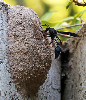 Black Mud Wasp sealing her nest  Females build a series of one celled mud nests attached to plants, rock faces and buildings (in this instance my garden wall). More mud is then daubed over the entire nest. For a while now she has been collecting insects which are then paralyzed and placed in the nest where she lays her eggs. There is an egg and a paralyzed insect in each of the cells which serve to feed the young when they hatch. Black Mud Wasp,Delta emarginatum,Geotagged,South Africa,Summer,insects,south africa,wasps