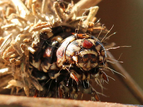 Bagworm head detail  Geotagged,South Africa,Summer