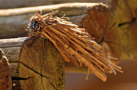Bagworm Moth  Geotagged,Kotochalia junodi,South Africa,Summer,Wattle bagworm