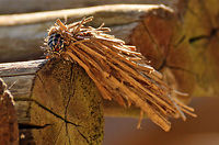 Bagworm Moth  Geotagged,Kotochalia junodi,South Africa,Summer,Wattle bagworm