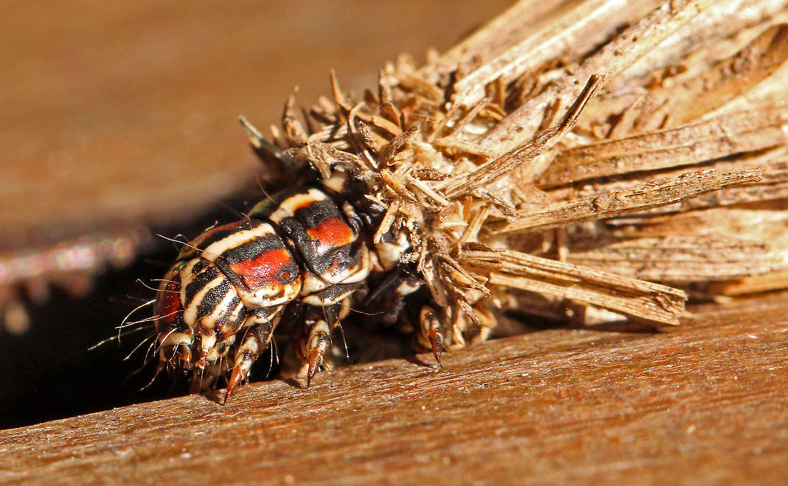 Bagworm close up  Geotagged,Kotochalia junodi,South Africa,Summer,Wattle bagworm