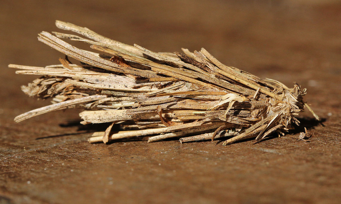 Bagworm cocoon This is quite remarkable. At first I thought it was some kind of seed-head but it appears that the larvae actually build this! Geotagged,South Africa,Summer
