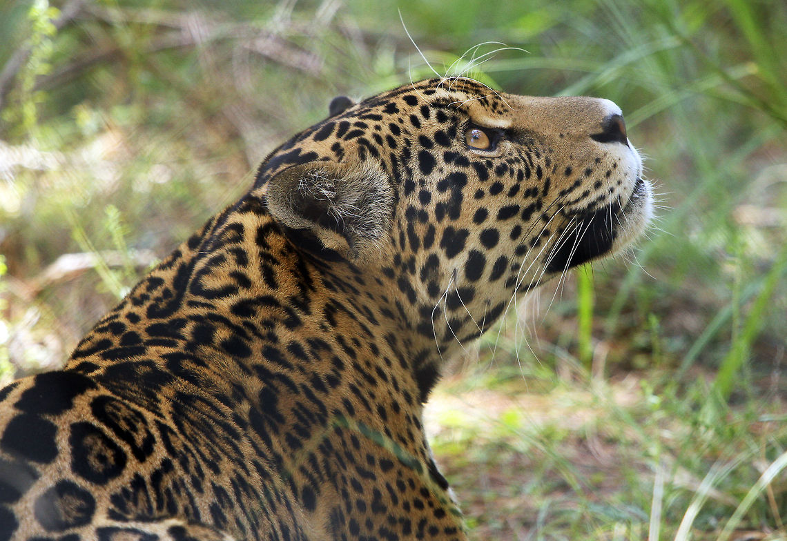 Jaguar  Geotagged,Jaguar,Panthera onca,South Africa,Summer