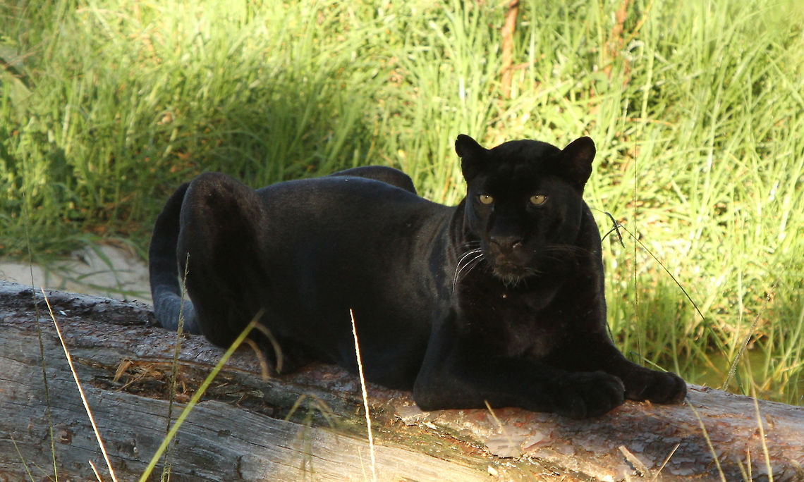 Black Leopard Often referred to as Panthers, melanistic leopards and jaguars still have spots. Contrary to popular belief there is no such thing as a black puma. Geotagged,Leopard,Panthera pardus,South Africa,Summer,predators