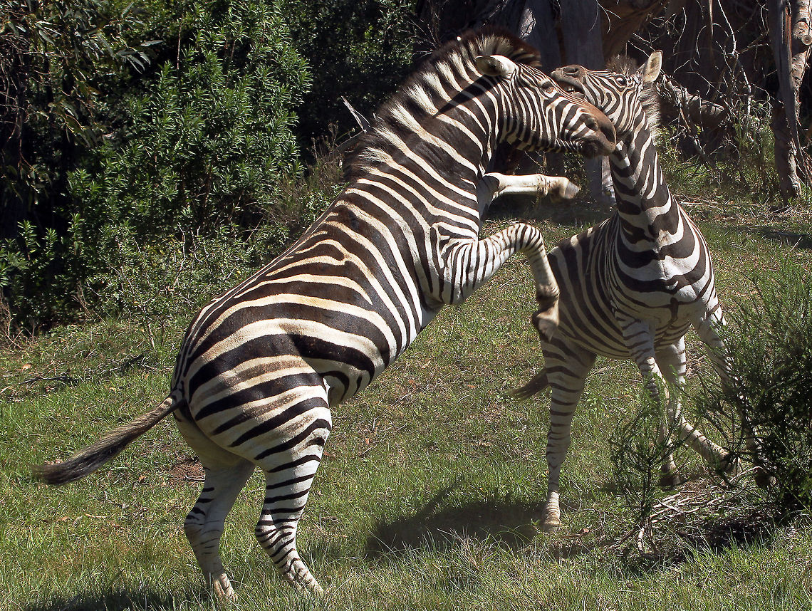 Zebra fight Zebras are tougher than some people think and it is not unusual for them to fight to the death. Hence to say, lions often have a pretty tough time with them! Equus quagga,Geotagged,Plains zebra,South Africa,Summer
