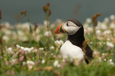Skomer Island Puffin After way too long, I finally dusted off the camera for a visit to Skomer Island off the coast of Pembrokeshire, Wales to see the puffins. What an absolutely incredible experience, being in the midst of over 40,000 puffins! Atlantic Puffin,Birds,Fratercula arctica,Geotagged,Skomer Island,Spring,United Kingdom,Wales