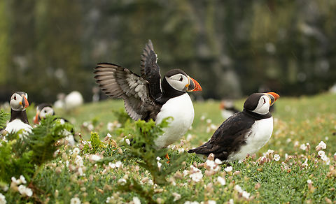 Puffins - Skomer Island, Wales  Atlantic Puffin,Fratercula arctica,Geotagged,Spring,United Kingdom