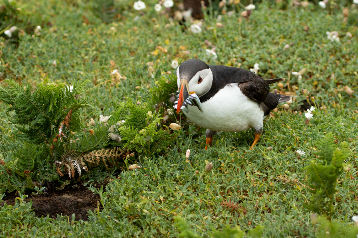 Puffin - Skomer Island, Wales  Atlantic Puffin,Fratercula arctica,Geotagged,Skomer Island,Spring,United Kingdom,Wales