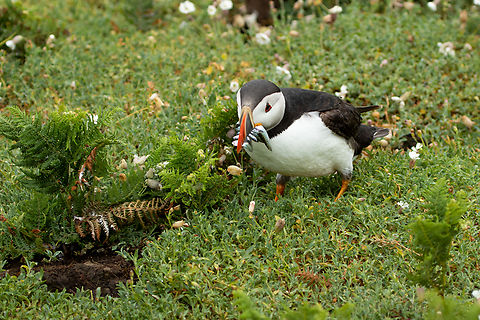 Puffin - Skomer Island, Wales  Atlantic Puffin,Fratercula arctica,Geotagged,Skomer Island,Spring,United Kingdom,Wales