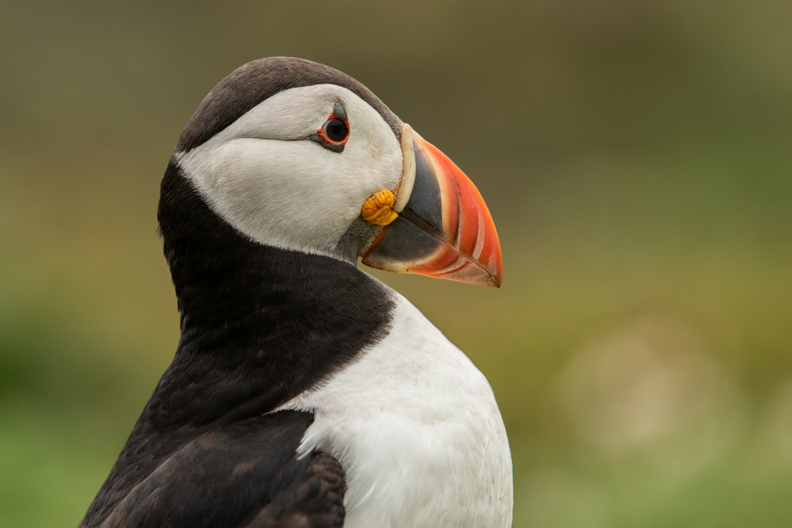 Puffin - Skomer Island, Wales  Atlantic Puffin,Fratercula arctica,Geotagged,Spring,United Kingdom