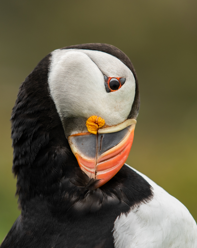 Puffin - Skomer Island, Wales Skomer Island, is off the coast of Pembrokeshire in Wales. The island plays host to some 25,000 breeding puffins, the largest colony in southern Britain.<br />
Skomer also supports the largest breeding population of Manx Shearwaters, together with a variety of other seabirds, and absolutely worth a visit. Atlantic Puffin,Fratercula arctica,Geotagged,Skomer Island,Spring,United Kingdom,Wales