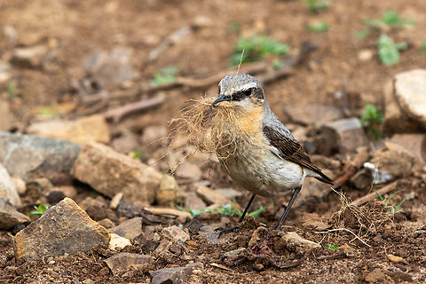 Wheatear collecting nesting material  Geotagged,Northern wheatear,Oenanthe oenanthe,Skomer Island,Spring,United Kingdom,birds,wales