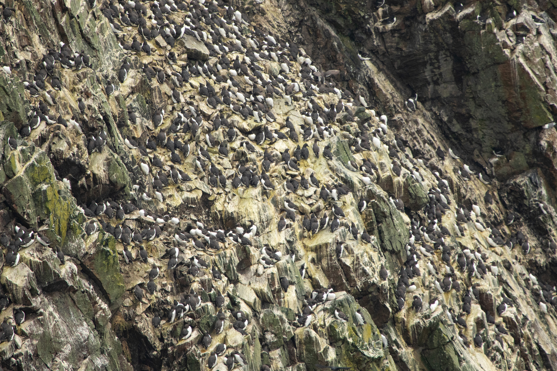 Common Guillemots Literally hundreds, maybe thousands of Common Guillemots nest of the cliffs around Skomer Island Common Murre,Geotagged,Skomer Island,Spring,United Kingdom,Uria aalge,birds,wakles