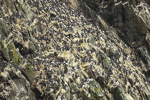 Common Guillemots Literally hundreds, maybe thousands of Common Guillemots nest of the cliffs around Skomer Island Common Murre,Geotagged,Skomer Island,Spring,United Kingdom,Uria aalge,birds,wakles