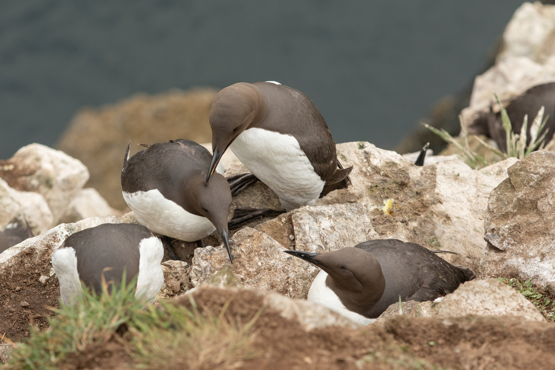 Common Guillemots  Common Murre,Geotagged,Skomer Island,Spring,United Kingdom,Uria aalge,birds,sea birds,wales