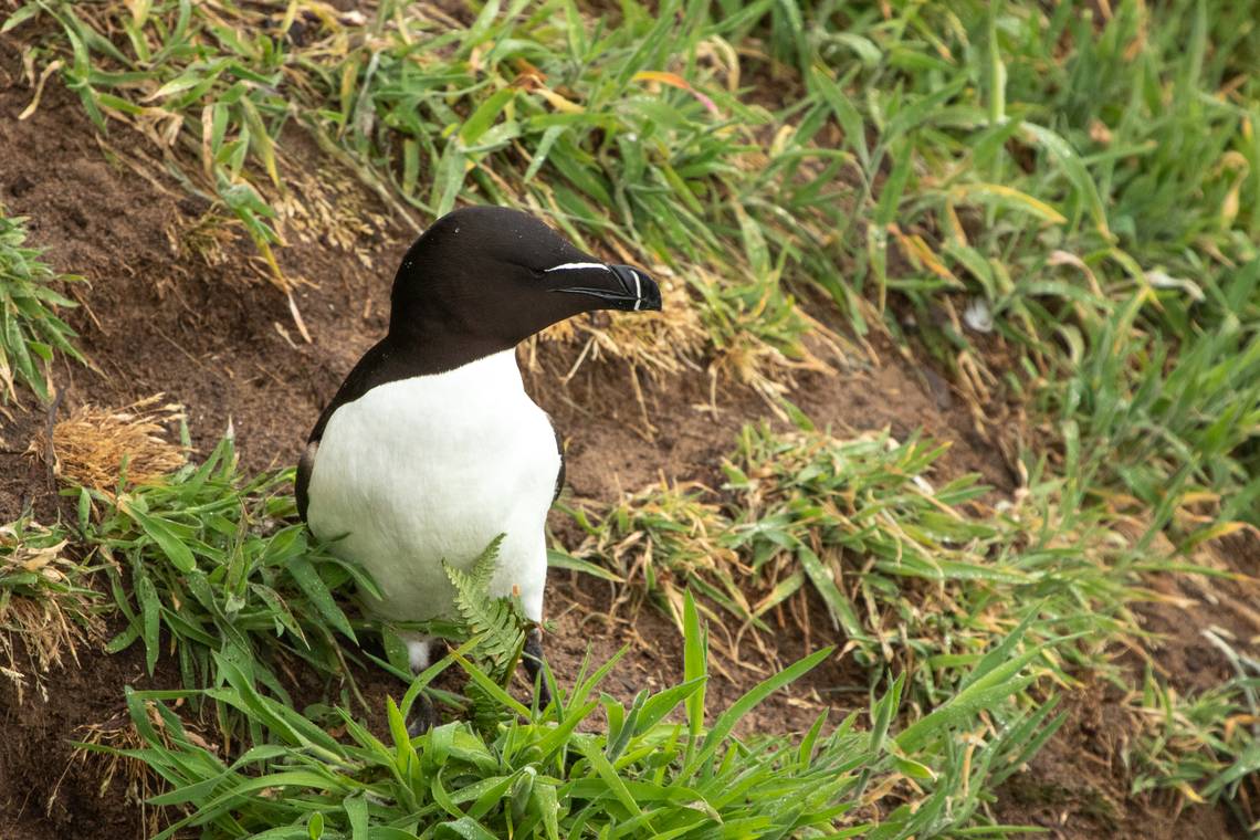 Razorbill One of thousands of Razorbills on Skomer Island. It is estimated some 4 to 5000 breed on the island. Alca torda,Geotagged,Razorbill,Skomer Island,Spring,United Kingdom,Wales,birds,sea birds