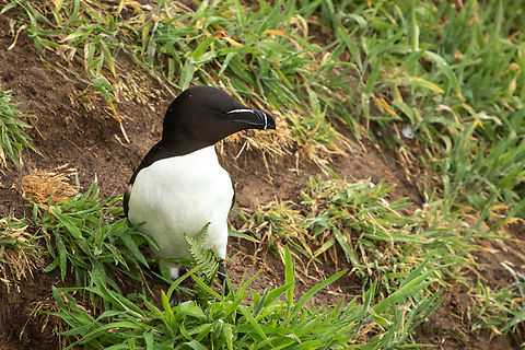 Razorbill One of thousands of Razorbills on Skomer Island. It is estimated some 4 to 5000 breed on the island. Alca torda,Geotagged,Razorbill,Skomer Island,Spring,United Kingdom,Wales,birds,sea birds