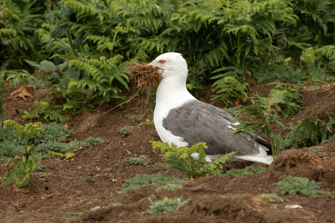 Lesser black-backed gull, collecting nesting material  Birds,Geotagged,Larus fuscus,Lesser Black-backed Gull,Skomer Island,Spring,United Kingdom,Wales,sea birds