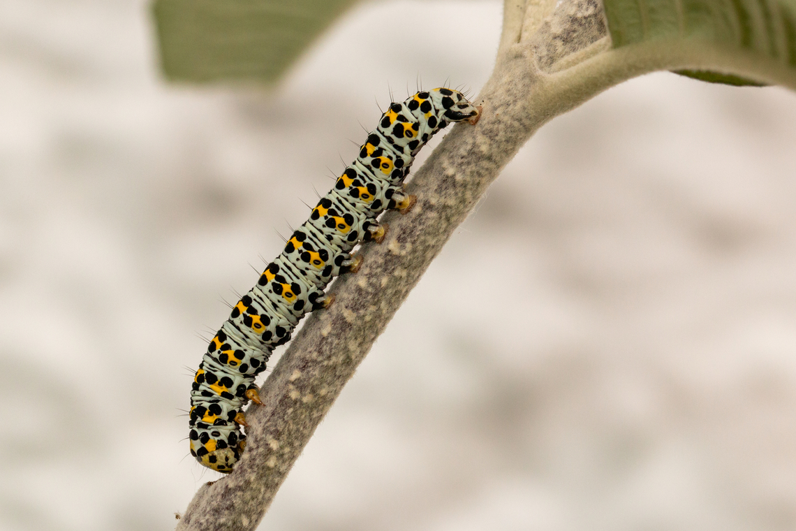 Mullein moth caterpillar Munching on my butterfly bush. Cucullia verbasci,Geotagged,Mullein moth,Spring,United Kingdom,caterpillars,moths